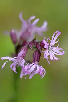 Ragged: Ragged Robin