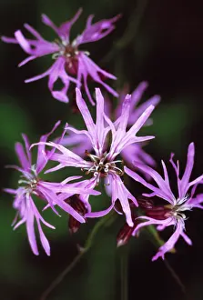 Ragged: Ragged robin