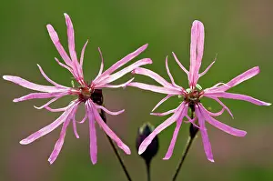 Silene: Ragged Robin - in flower - Marshy grassland