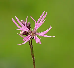 Ragged: Ragged Robin in flower May Staffordshire Wildlife