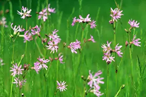 Ragged: Ragged Robin - flowering in water meadow