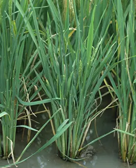 Ragged: Ragged stunt virus infection in rice