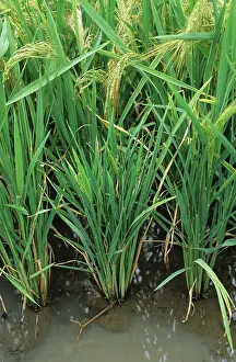 Ragged: Ragged stunt virus in rice paddy