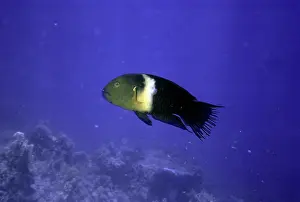 Ragged: Ragged-tailed Wrasse