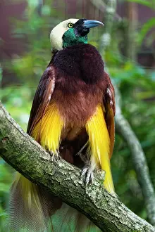 Raggiana: Raggiana Bird-of-paradise, male displaying, controlled