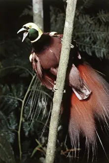 Squawking: Raggiana Bird of Paradise