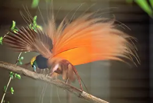 Raggiana: RAGGIANA BIRD OF PARADISE - displaying