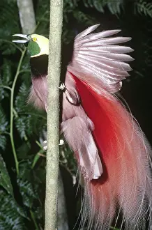 Raggiana: Raggiana Bird of Paradise displaying