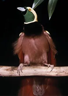 Eric Lindgren: RAGGIANA BIRD OF PARADISE - male