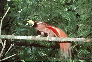 Raggiana: Raggiana Bird of Paradise - perched on branch