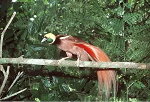 Raggiana: RAGGIANA BIRD OF PARADISE - perched on branch