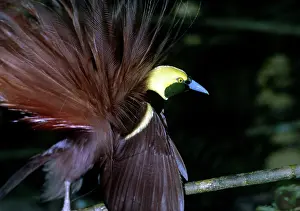 Raggiana: RAGGIANA BIRD OF PARRADISE