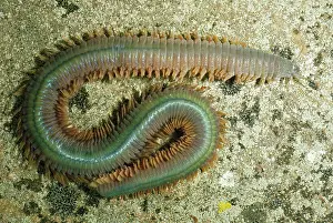 Worm: Ragworm