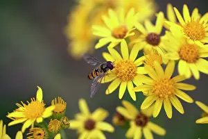 Hoverflies: Ragwort