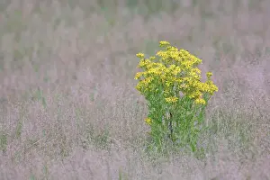 Senecio: Ragwort