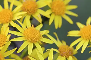 Asteroideae: Ragwort
