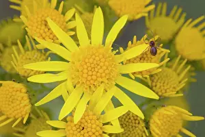 Asteroideae: Ragwort