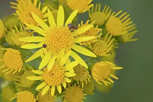 Asteroideae: Ragwort