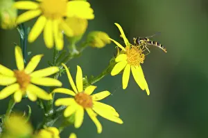 Extracting: Ragwort