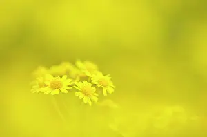 Senecio: Ragwort