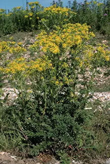 Senecio: Ragwort in flower