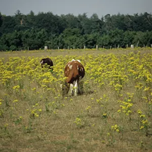 Severe: Ragwort and grazing cattle