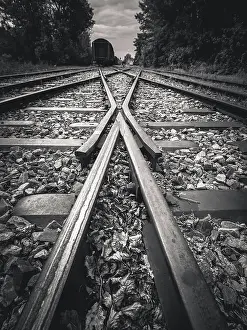 Tracks: Railway tracks meeting in the forest converge in