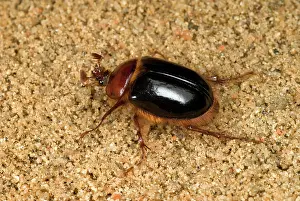 Hirsuta: Rain Beetle