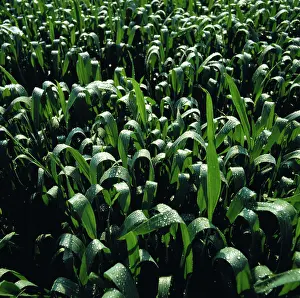 Flagleaves: Rain droplets on Wheat