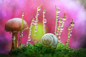 Humidity: Rain drops on buds of moss near a small mushroom