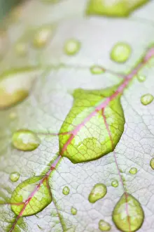 Raindrops: Rain Drops on Rose Leaf