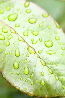 Raindrops: Rain Drops on Rose Leaf