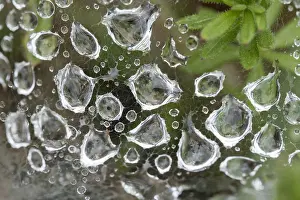 Drops: Rain drops on spider web - Norfolk UK