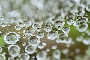 Drops: Rain drops on spider web - Norfolk UK