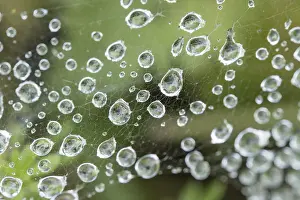 Drops: Rain drops on spider web - Norfolk UK