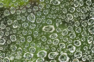 Drops: Rain drops on spider web - Norfolk UK