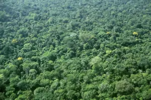 Para: Rain Forest