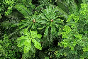 Jungles: Rain forest from a birds perspective by Rio Napo
