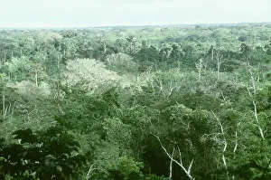 Juarez: Rain Forest Canopy