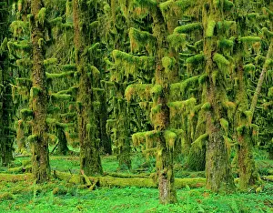 Sitka: Rain Forest - moss covered Sitka Spruce Trees