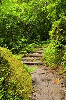 Step: Rain Forest pathway to Trafalgar Falls in