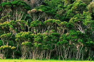 Preserves: Rain forest at Wilsons Promontory National Park
