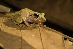 Eleutherodactylus: Rain Frog