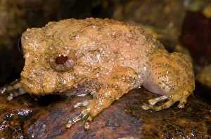 Eleutherodactylus: Rain Frog