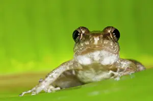 Lurch: Rain Frog