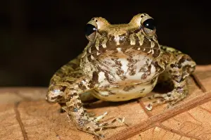 Lurch: Rain Frog
