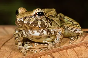 Lurch: Rain Frog
