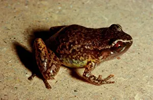 Pluvialis: Rain frog - a very small frog (2.5 cm) found only