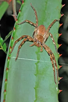 Palystes: Rain spider - Female on aloe leaf