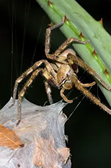 Sacs: Rain spider - Female guarding egg-sac suspended